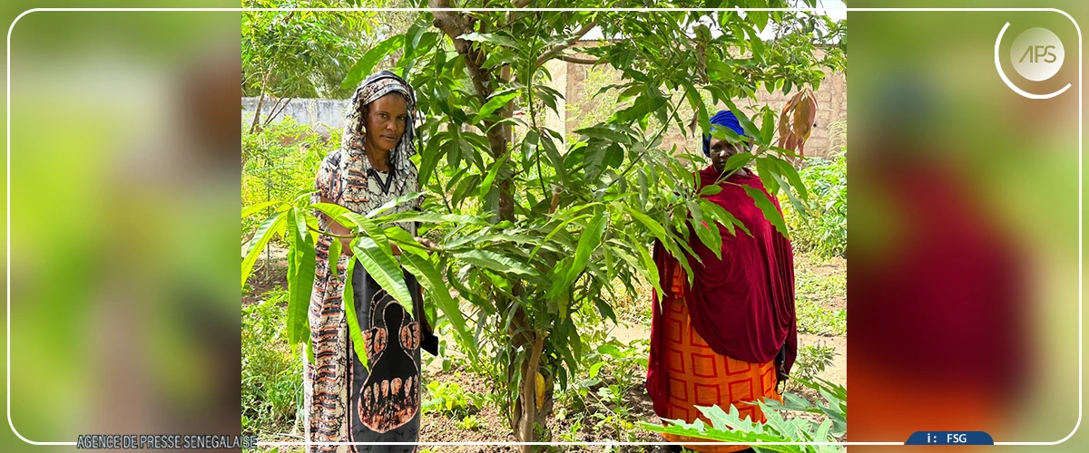 Goudiry : les femmes à la pointe des initiatives de régénération des forêts
