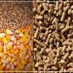 A Diourbel, la cherté de l'aliment de bétail met les éleveurs à rude épreuve