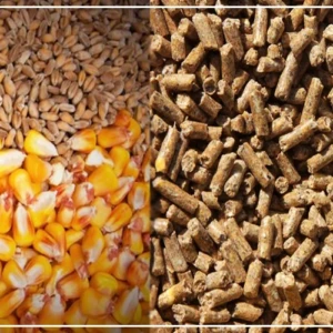 A Diourbel, la cherté de l'aliment de bétail met les éleveurs à rude épreuve