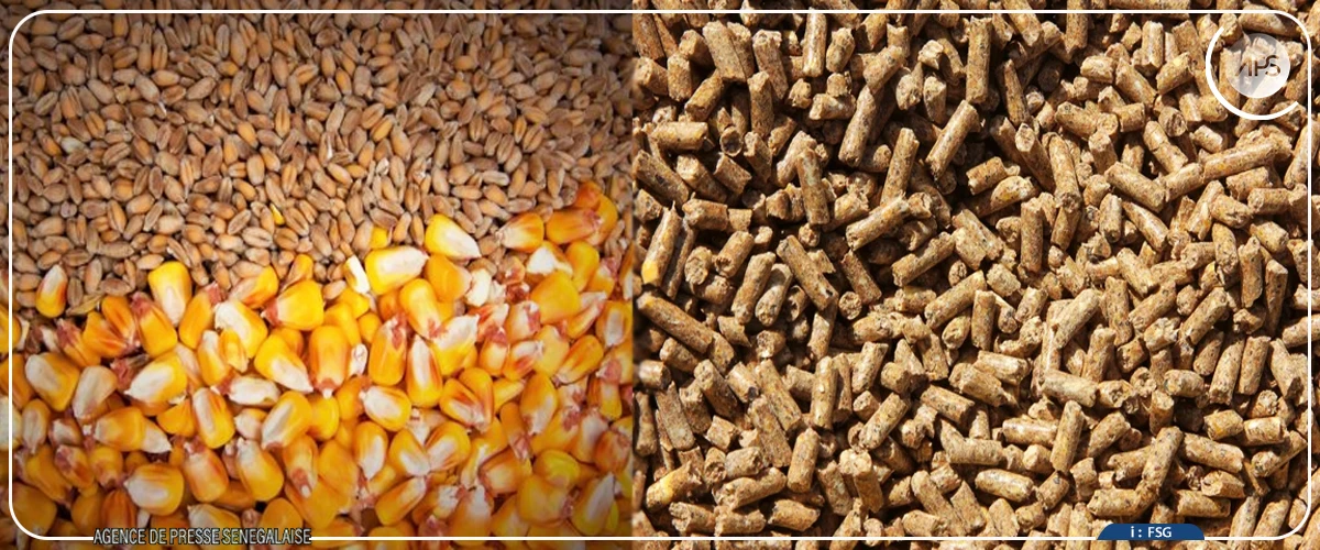 A Diourbel, la cherté de l’aliment de bétail met les éleveurs à rude épreuve