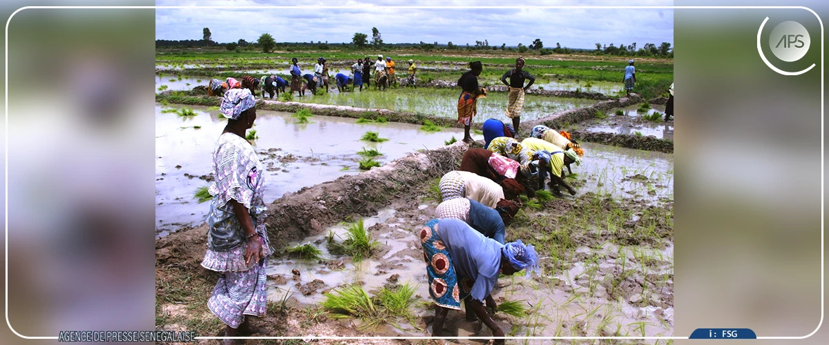 Le riz local peine à se vendre dans le sud du Sénégal, malgré le coup de pouce du gouvernement