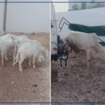 Kaolack : le commissariat d'arrondissement de Ndorong sur la piste d'un réseau de vol de bétail