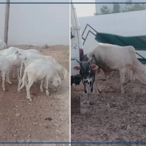 Kaolack : le commissariat d'arrondissement de Ndorong sur la piste d'un réseau de vol de bétail