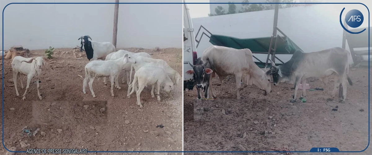 Kaolack : le commissariat d’arrondissement de Ndorong sur la piste d’un réseau de vol de bétail