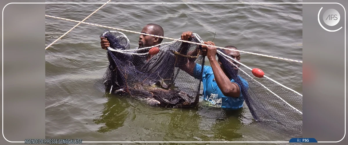 Darou Khoudoss : la ferme Andal 1, vitrine d'un modèle intégré d'aquaculture durable