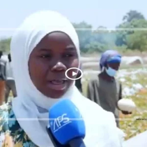 Des rendements jugés satisfaisants dans les fermes ANIDA de Nguéniène et Séssène