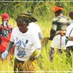 Le riz local peine à se vendre dans le sud du Sénégal, malgré le coup de pouce du gouvernement