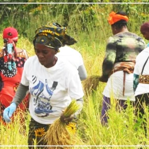 Le riz local peine à se vendre dans le sud du Sénégal, malgré le coup de pouce du gouvernement