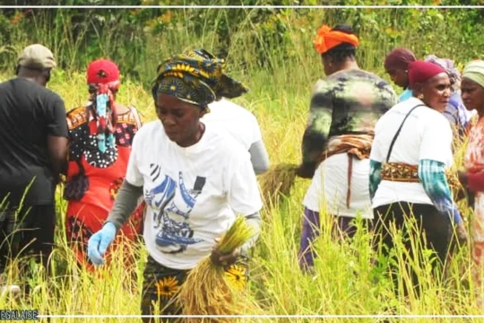 Le riz local peine à se vendre dans le sud du Sénégal, malgré le coup de pouce du gouvernement