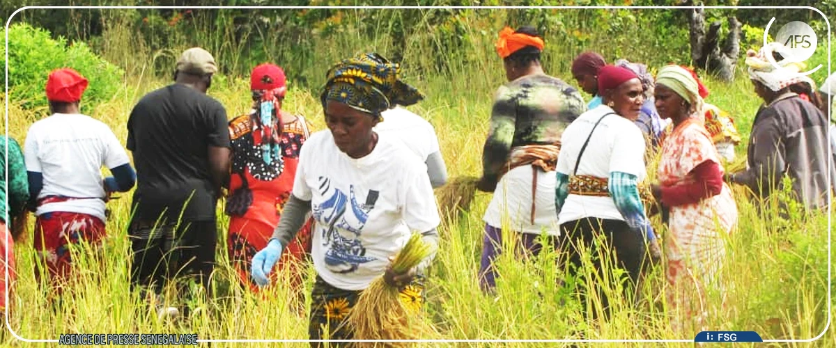 Le riz local peine à se vendre dans le sud du Sénégal, malgré le coup de pouce du gouvernement