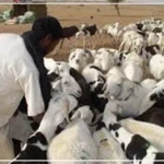 Vol de bétail : l'angoisse d'un phénomène destructeur dans le Ferlo