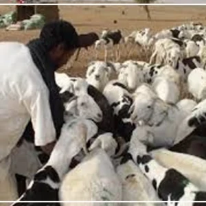 Vol de bétail : l'angoisse d'un phénomène destructeur dans le Ferlo