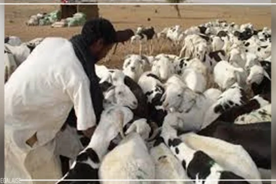 Vol de bétail : l'angoisse d'un phénomène destructeur dans le Ferlo