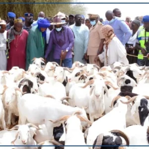 Vol de bétail: l'angoisse d'un phénomène destructeur dans le Ferlo