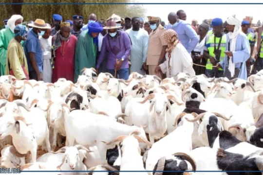 Vol de bétail: l'angoisse d'un phénomène destructeur dans le Ferlo Vol de bétail: l'angoisse d'un phénomène destructeur dans le Ferlo