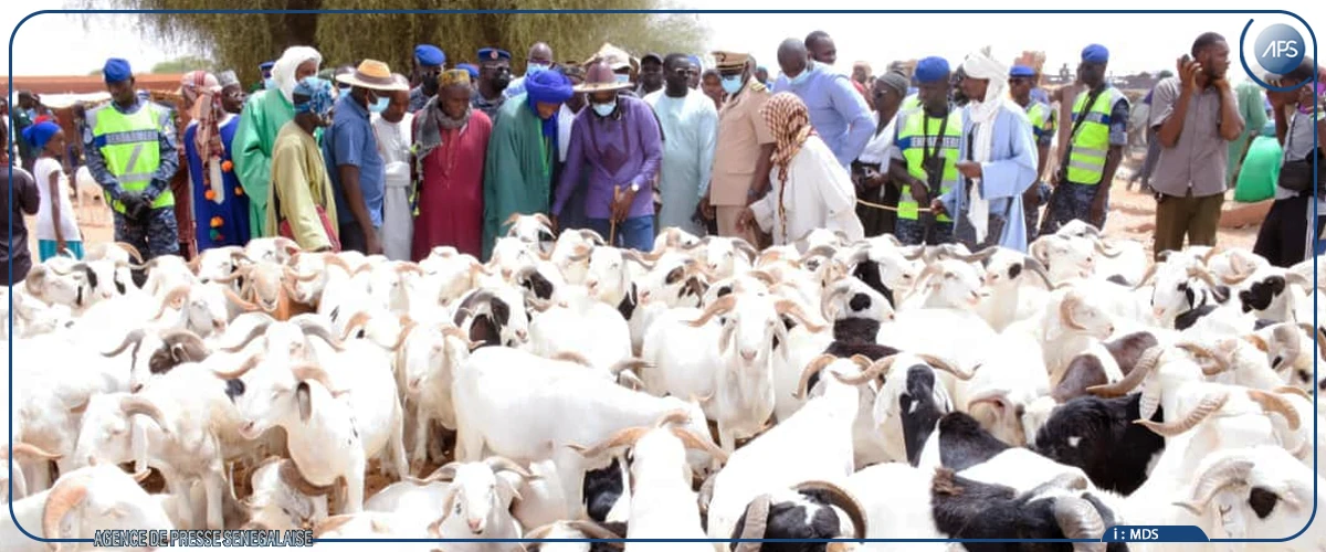 Vol de bétail: l’angoisse d’un phénomène destructeur dans le Ferlo
