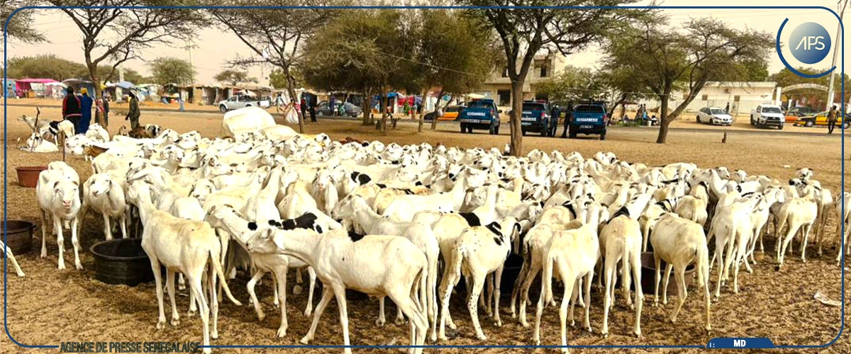 Saint-Louis : plus de 12 000 moutons de la Mauritanie enregistrés au point de vente de Rao