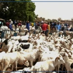 Kaffrine : le foirail de Birkelane envahi par les acheteurs, malgré des prix jugés élevés