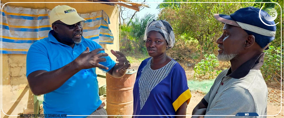 A Ziguinchor, les fermes familiales de l'ANIDA, promesse de souveraineté alimentaire