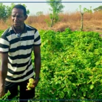Abdoulaye Baldé, un exemple d'insertion réussie par l'agriculture grâce à l'ANIDA