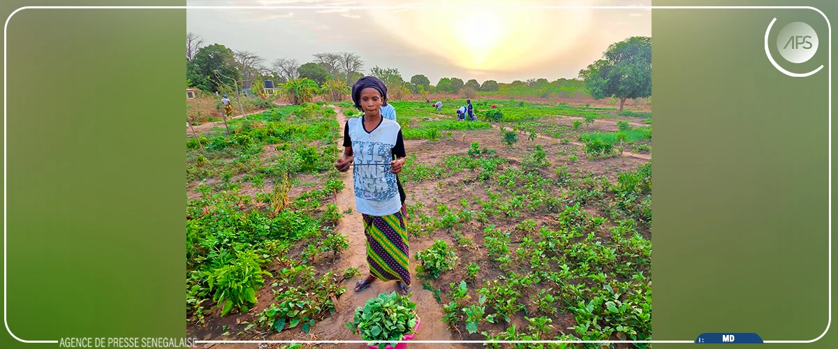 Abdoulaye Baldé, un exemple d'insertion réussie par l'agriculture grâce à l'ANIDA