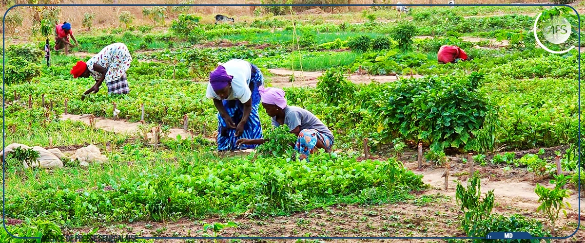 Abdoulaye Baldé, un exemple d'insertion réussie par l'agriculture grâce à l'ANIDA