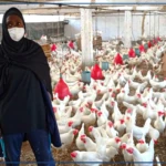 A Thiès, la filière avicole plombée par la cherté des intrants