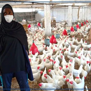 A Thiès, la filière avicole plombée par la cherté des intrants