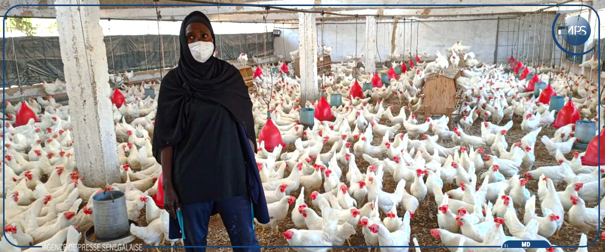 A Thiès, la filière avicole plombée par la cherté des intrants