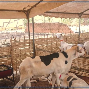 Matam : une foire d'élevage et des productions animales lancée à Ourossogui