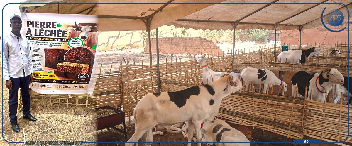 Matam : une foire d’élevage et des productions animales lancée à Ourossogui