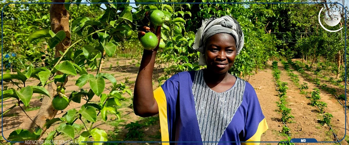 A Ziguinchor, les fermes familiales de l'ANIDA, promesse de souveraineté alimentaire