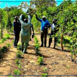 A Ziguinchor, les fermes familiales de l'ANIDA, promesse de souveraineté alimentaire