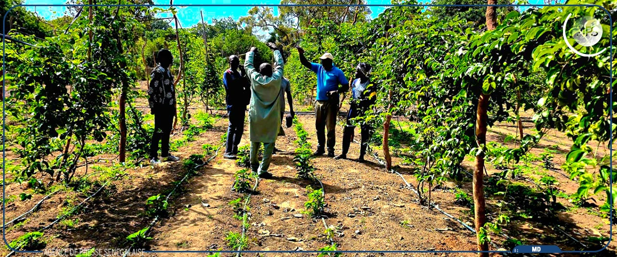 A Ziguinchor, les fermes familiales de l’ANIDA, promesse de souveraineté alimentaire