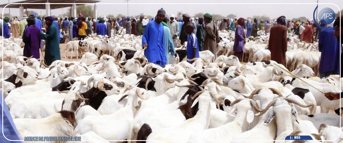 Linguère : 47 322 moutons déjà convoyés depuis le forail de Dahra, selon Mabouba Diagne