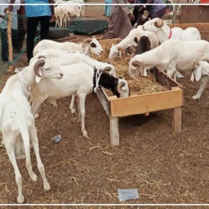 Tabaski : à Keur Massar et Pikine, la situation sécuritaire au Mali fait craindre une rareté de moutons dans les foirails
