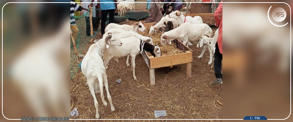 Tabaski : à Keur Massar et Pikine, la situation sécuritaire au Mali fait craindre une rareté de moutons dans les foirails