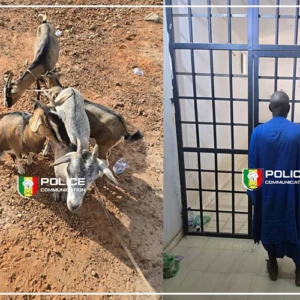 La Police interpelle un individu pour vol de bétail à Nioro du Rip