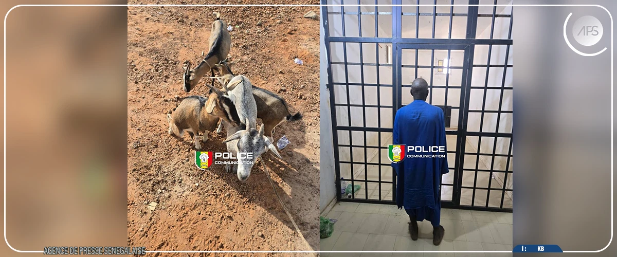 La Police interpelle un individu pour vol de bétail à Nioro du Rip