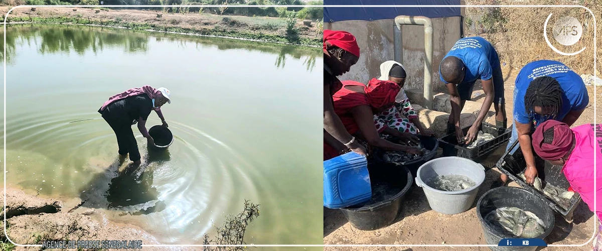 Kaffrine : une cinquantaine de femmes formées à la pisciculture