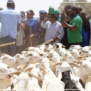 Podor : près de 250 000 moutons ont déjà transité par Madina Ndiathbé en provenance de la Mauritanie (ministre)