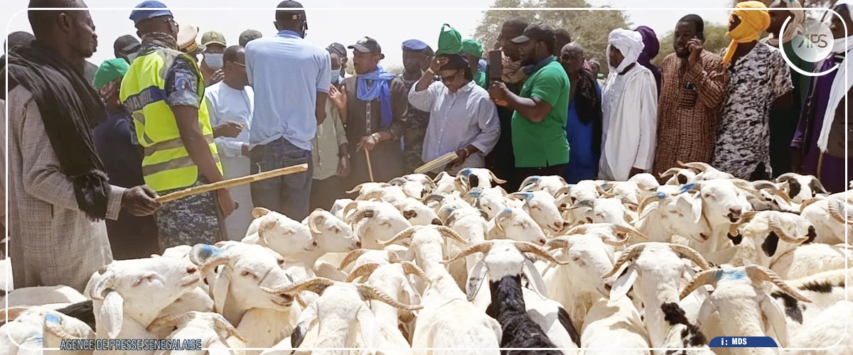 Podor: près de 250 000 moutons ont déjà transité par Madina Ndiathbé en provenance de la Mauritanie (ministre)
