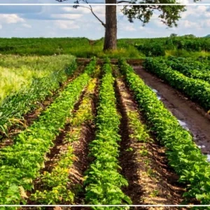 Tivaouane : signaux encourageants d'une percée de l'agroécologie, malgré une adoption encore partielle des normes