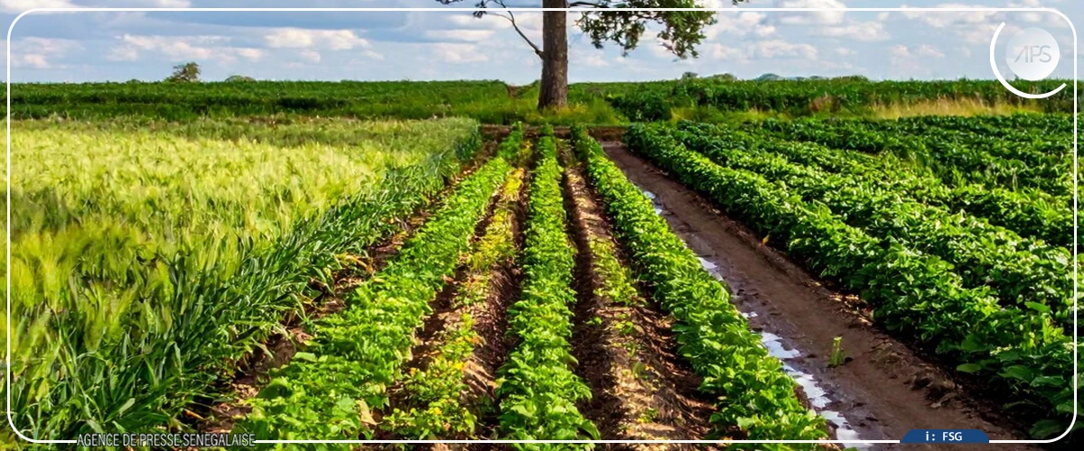 Tivaouane : signaux encourageants d’une percée de l’agroécologie, malgré une adoption encore partielle des normes