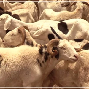 Ndiassane :  vingt-deux des 28 moutons volés à un berger retrouvés par la gendarmerie