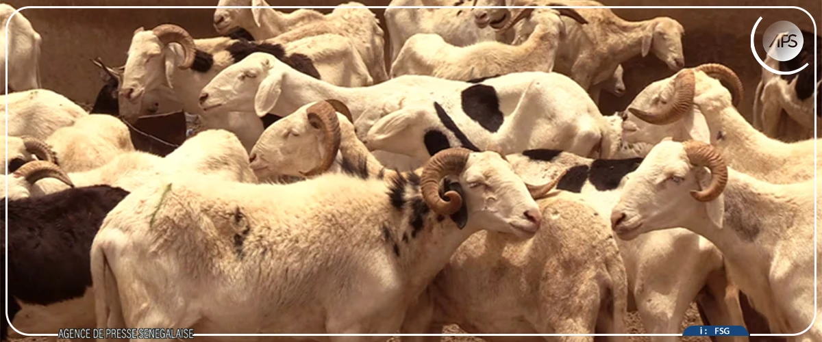 Ndiassane :  vingt-deux des 28 moutons volés à un berger retrouvés par la gendarmerie
