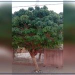 Nioro du Rip : un arbre venu du Togo devenu symbole écologique et mémoriel