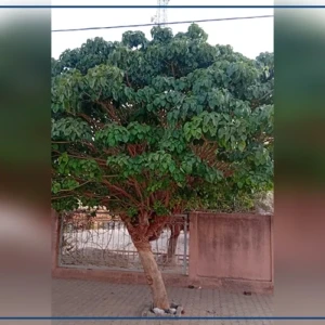 Nioro du Rip : un arbre venu du Togo devenu symbole écologique et mémoriel
