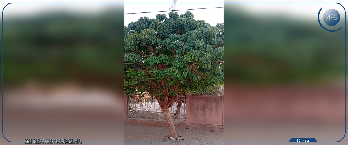 Nioro du Rip : un arbre venu du Togo devenu symbole écologique et mémoriel