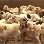 Tabaski : Dakar et Nouakchott travaillent sur la disponibilité et la livraison des moutons "dans de meilleures conditions"